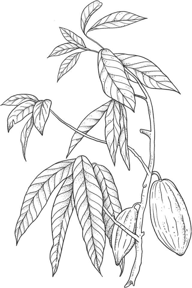 jcoco cacao pod