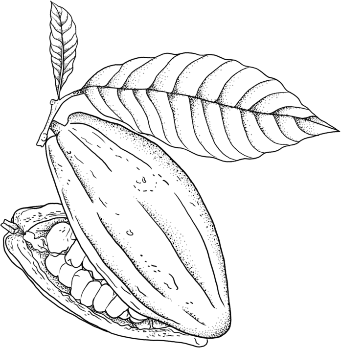 cacao fruit - jcoco