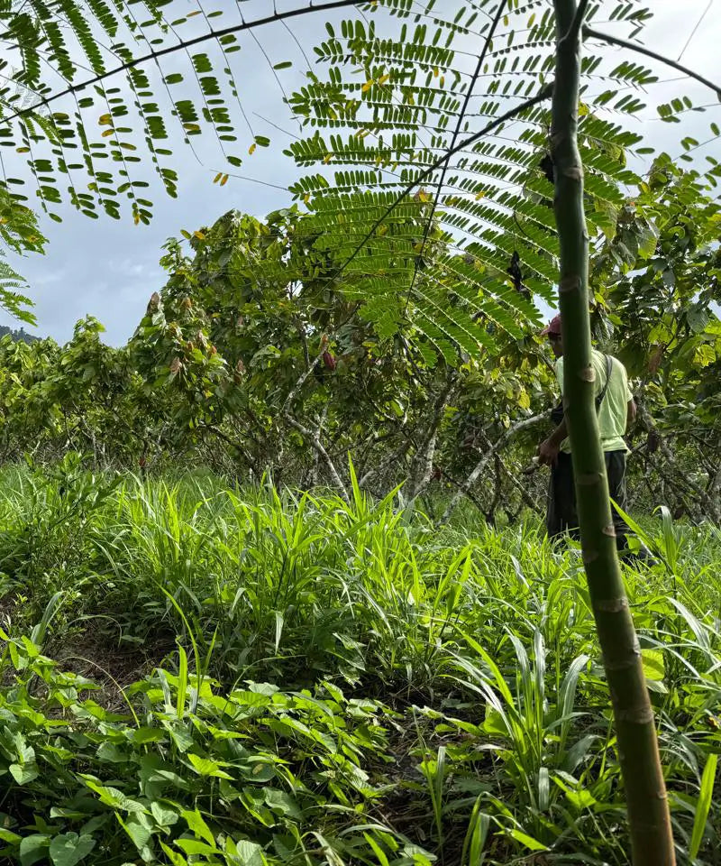 cacao farm where jcoco sources their direct trade, sustainably made chocolate