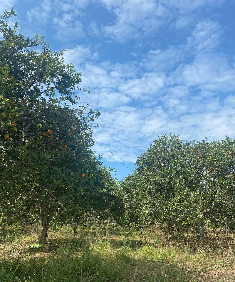 cacao farm where jcoco sources their direct trade, sustainably made peruvian chocolate