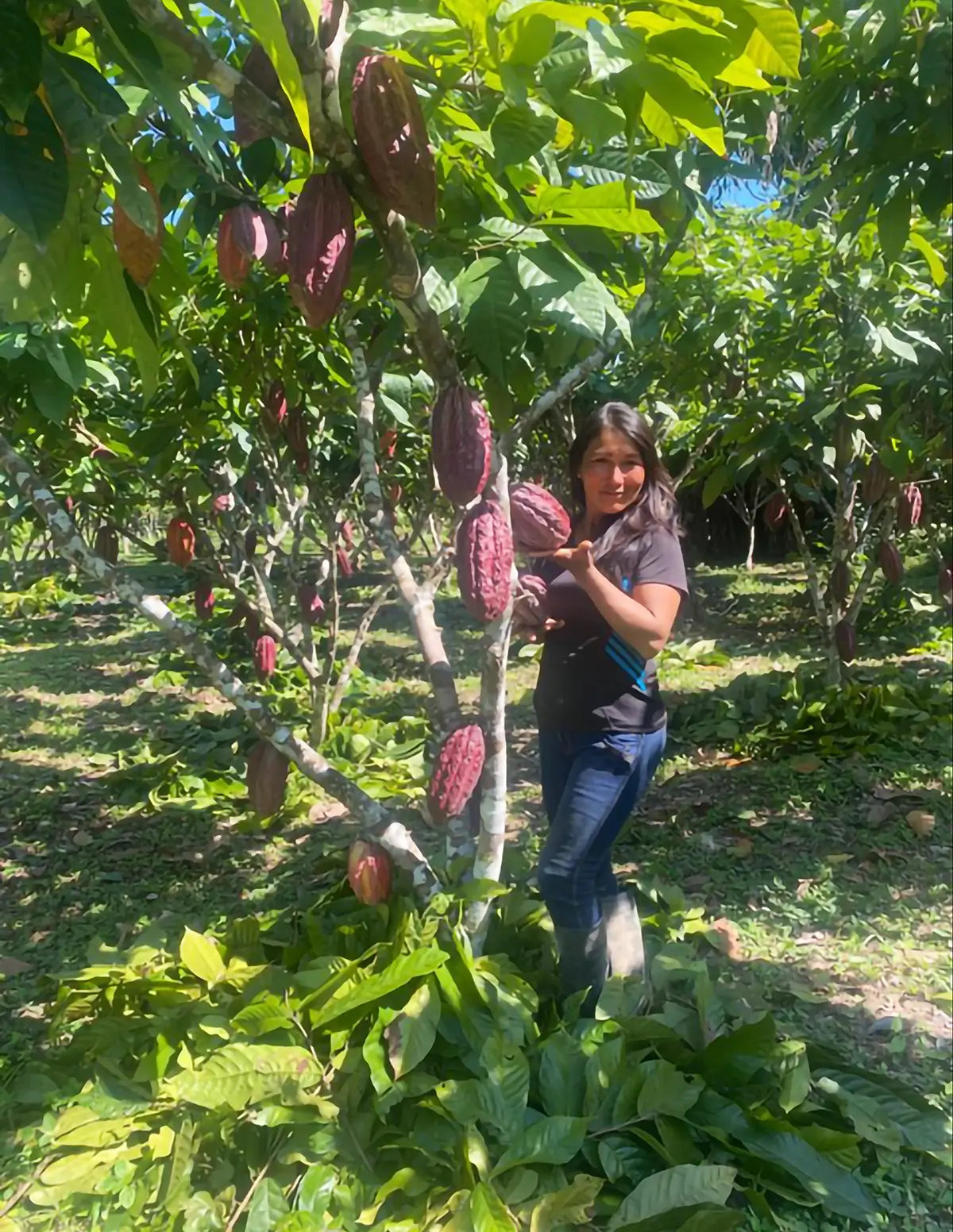female farmer with cacao pods for jcoco ethical chocolate company