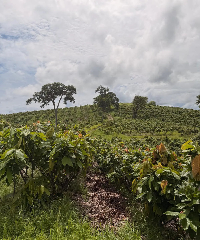 cacao farm where jcoco sources their direct trade, sustainably made chocolate 