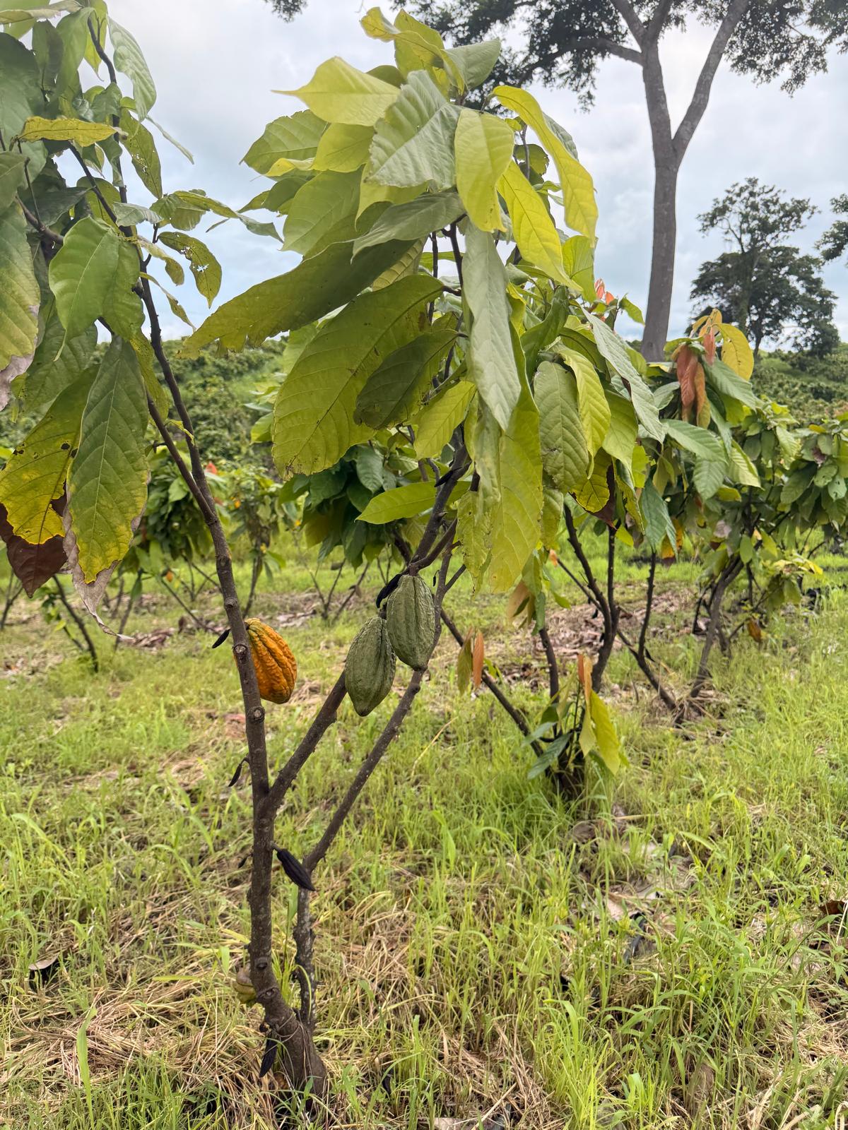 A young cacao tree with green leaves and a small orange-brown pod hanging from one of its branches