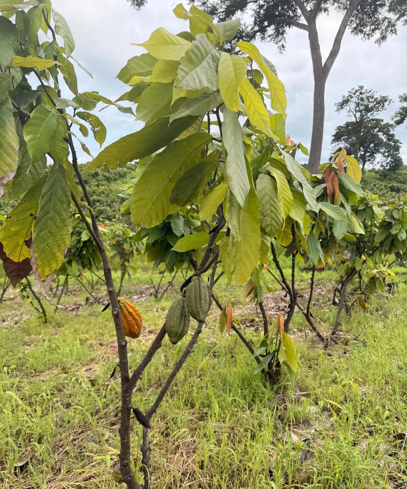 cacao trees on farm where jcoco sources their direct trade, sustainably made chocolate 