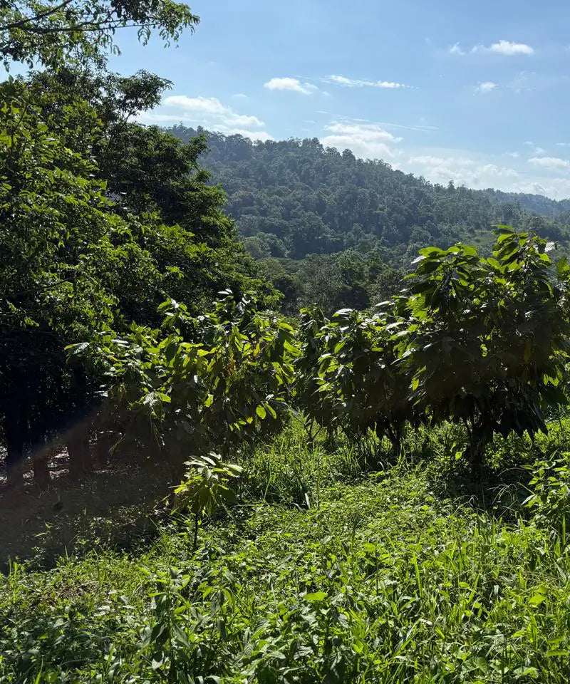 cacao farm where jcoco sources their direct trade, sustainably made chocolate 