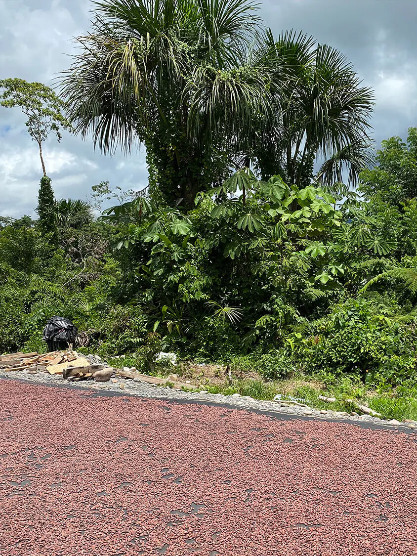 Cacao Beans Drying in the Sun