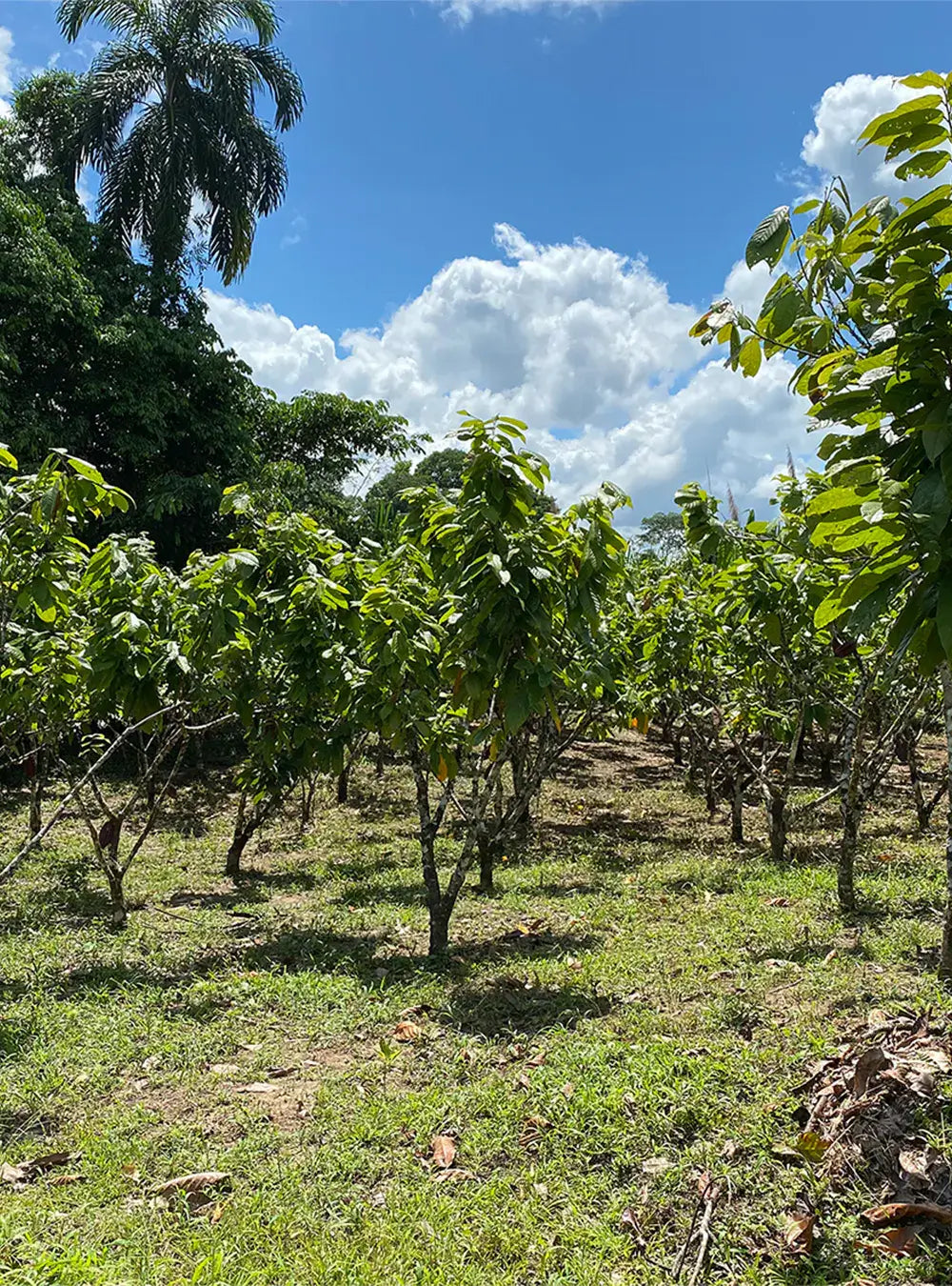 cacao trees