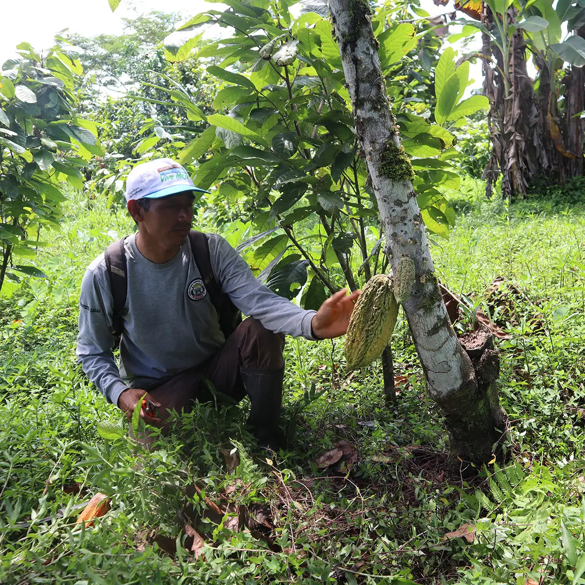 ethical chocolate sourcing in peru