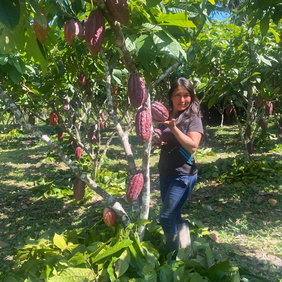 ethically sourced chocolate jcoco