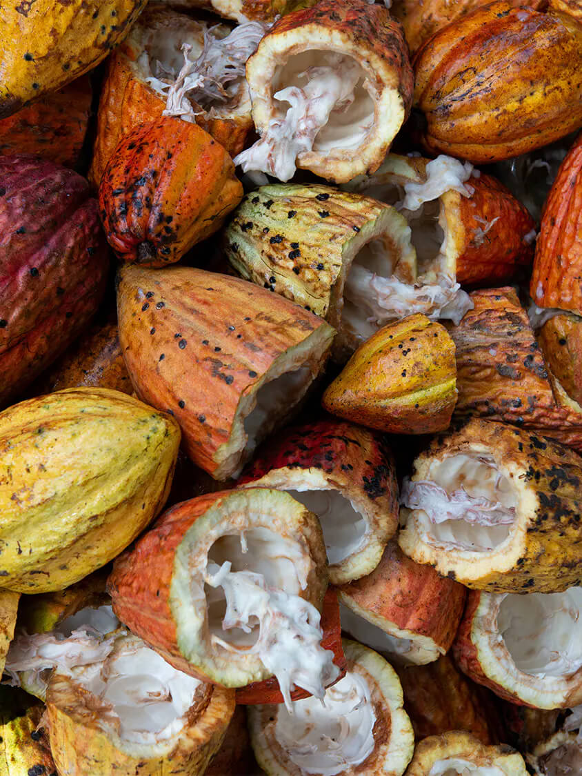 Freshly Harvested Cacao Pods