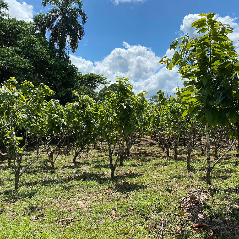 ethical chocolate from jcoco grown on peruvian farm